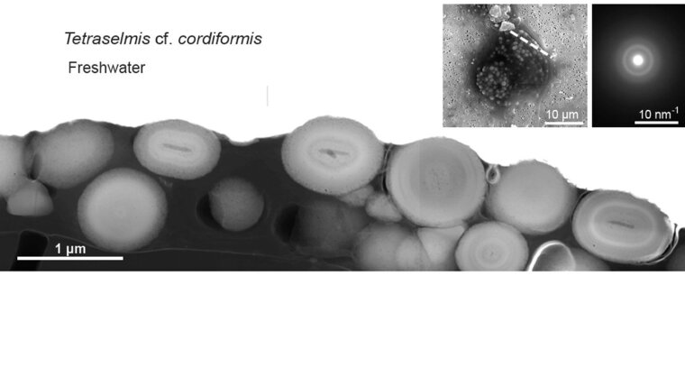 FIB section of amorphous calcium carbonate in green algae