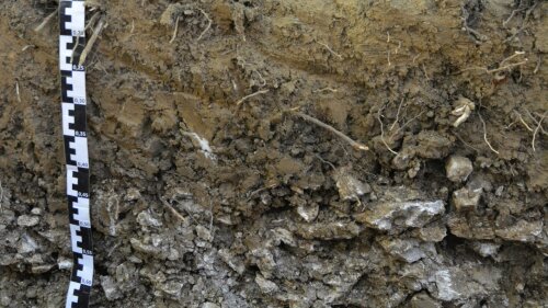 Bodenprofil im Hainich (Ausschnitt)