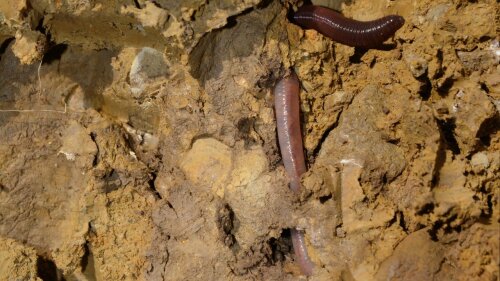 Regenwurm im Unterboden