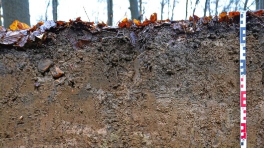 Bodenprofil im Wald, Hainich (Ausschnitt)