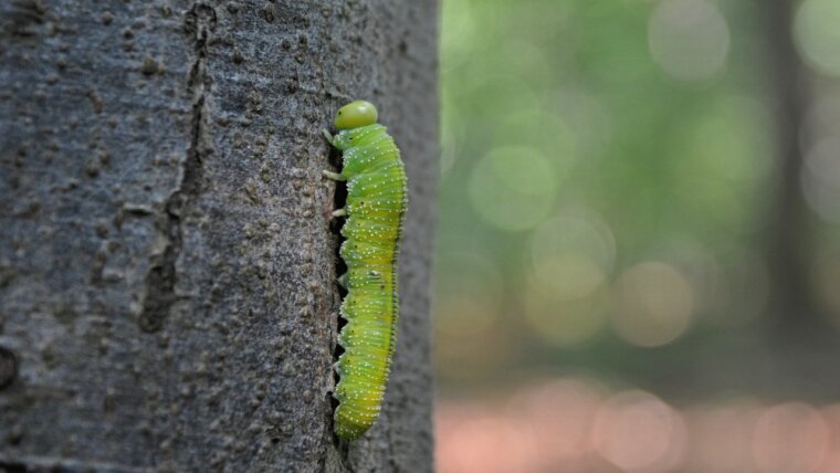 Waldökosysteme: Baumschicht im Hainich