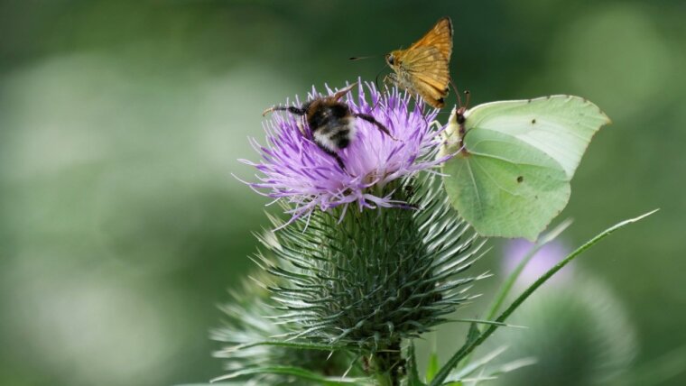 Biodiversität im Blühstreifen eines Forstwegs