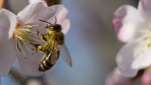 Eine Biene bei der Arbeit