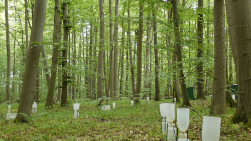 Net precipitation measurement