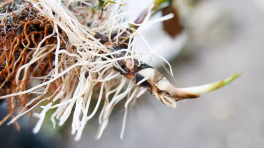 Plant roots