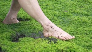Moss