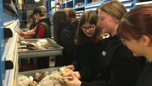 Schüler entdecken Gesteine und Fossilien in den Sammlungen des Instituts