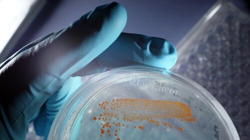 Petri dish with bacteria of the group Maribacter sp. in a laboratory at the Institute of Inorganic and Analytical Chemistry of the Friedrich Schiller University Jena.