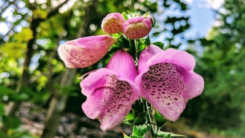 Roter Fingerhut (Digitalis purpurea L.)