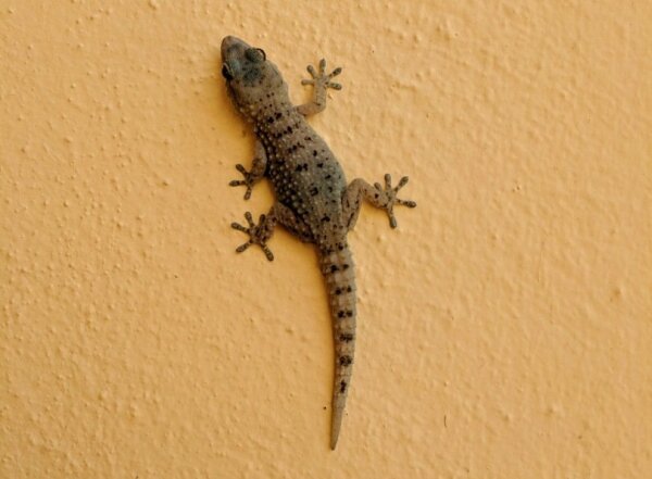 Tarentola gomerensis Joger & Bischoff, 1983, der "Gomera-Gecko" (aufgenommen in Valle Gran Rey, La Gomera)