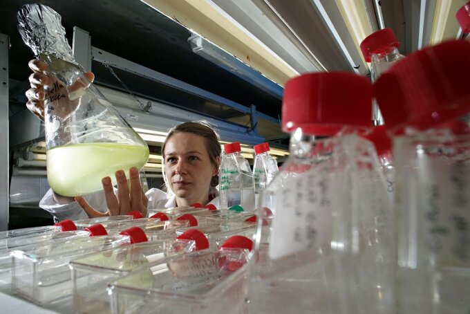 Im Sonderforschungsbereich „ChemBioSys“, der nun in die nächste Förderphase geht, erforschen Jenaer Wissenschaftler fundamentale Kontrollmechanismen in komplexen Biosystemen, die unser tägliches Leben beeinflussen. Doktorandin Arite Bigalke überprüft hier Algenkulturen.